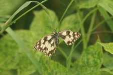 Polowiec szachownica